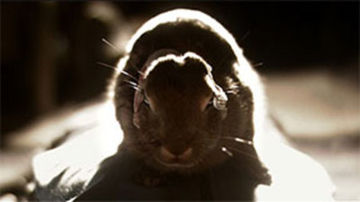 Rabbit