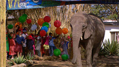 Elephant Tales